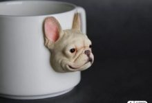 【今晚不吸貓，來吸狗吧】-酷播亮新聞