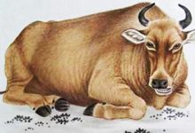 12生肖誰最靠譜？這3生肖男是賢夫好老公，女是賢妻旺子母！-酷播亮新聞