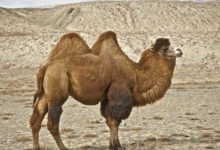 駱駝的駝峰裡面有水嗎？原來我一直被誤導了好多年-酷播亮新聞