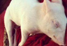 當年眼瞎買的迷你豬……現在跪著吃素也要把它養完……-酷播亮新聞