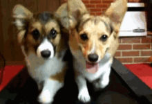 汪年運勢大揭秘，新春大禮送送送！你今年的運勢都在這裡了~-酷播亮新聞