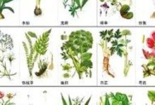 秋燥養顏有妙方-酷播亮新聞