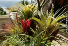 邂逅神奇空鳳的世界，落入塵世精靈的懷抱-酷播亮新聞