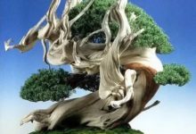 台灣真柏與日本真柏有何區別？-酷播亮新聞