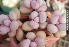 多肉就像朋友，陪伴你走過四季！-酷播亮新聞