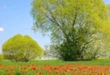 內心善良≠軟弱，千萬不要以為這些生肖好欺負-酷播亮新聞