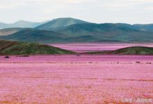 大雨後智利沙漠成紫色花海-酷播亮新聞