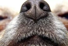 無所不能的汪星人：診斷癌症、追蹤黑錢……-酷播亮新聞