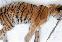 東北虎太聰明了！牙疼難忍知道向戰鬥民族求救-酷播亮新聞