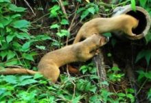 黃鼠狼偷雞被捉，死後掛樹上示眾，引來上百隻黃鼠狼瘋狂報復-酷播亮新聞