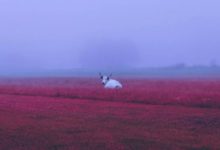 昨天晚上 我夢見了一群牛-酷播亮新聞