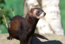 黃鼠狼「模仿」人結婚，小孩稀奇看了一眼，之後家裡怪事連連-酷播亮新聞