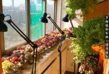 春暖花開多肉美，新年伊始萬象新！-酷播亮新聞