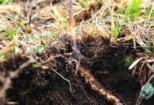 布坤冬蟲夏草的禁忌有 服用冬蟲夏草禁忌是-酷播亮新聞