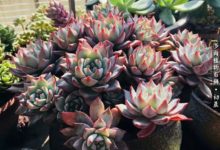 中國最南端的多肉「地獄區」，也有一群轟轟烈烈的愛肉人！-酷播亮新聞