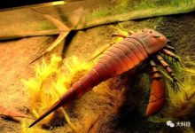 動物預防「水土不服」的妙招-酷播亮新聞