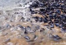 非洲海灘遍地美食無人識，可急壞了吃貨-酷播亮新聞