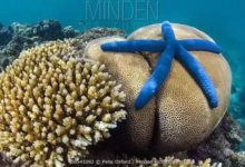 跟果殼去潛水，你將學會……「海星癱」-酷播亮新聞