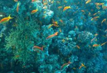 未來魚類資源的噩夢，一個可怕的惡性循環，到那時後悔晚矣-酷播亮新聞