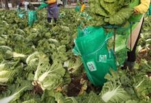 韓國農民收穫大白菜,這白菜是真大-酷播亮新聞