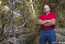 男子堅持幾十年上山撿這個-酷播亮新聞