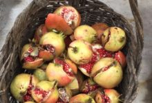 榴果鮮艷笑口開——唐建教授石榴寫生-酷播亮新聞