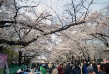 魯迅、日暮里和上野的櫻花--李海-酷播亮新聞