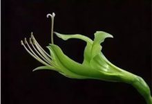 這麼多種花，居然一個沒見過……實在太美了！-酷播亮新聞