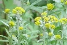 春天吃這10種野菜，既是美味菜也是天然抗病葯！-酷播亮新聞