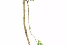 一枝獨秀-酷播亮新聞