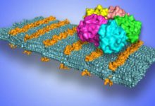 科學家開發出納米糖衣導彈！可以定向消滅指定的細菌和病毒！-酷播亮新聞