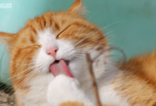 貓與產品設計思維-酷播亮新聞