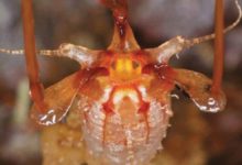 揭秘讓人驚嘆的地下「植物工廠」，151年後才被人重新發現-酷播亮新聞