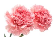 愛情美滿長久最美好，盤點愛最長久的生肖-酷播亮新聞