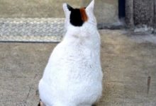 日本網友發現一隻貓咪超像《夏目友人帳》的貓咪老師！ 突破次元壁-酷播亮新聞