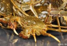 這東西在德國泛濫成災，卻是中國餐桌上的美味-酷播亮新聞