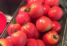 《日本的飲食系列（蔬菜篇2）》——關於日本番茄的進化史-酷播亮新聞