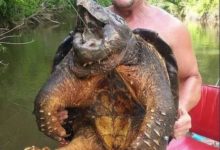 男子河邊捉到一隻老龜，下一秒悲劇就發生了-酷播亮新聞