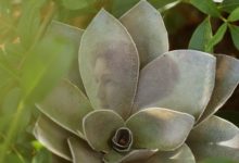 這是發現花仙子了嗎？花叢中出現的人臉是什麼？絕不是PS喲！-酷播亮新聞