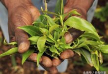 這個國家拒絕「禁毒」，國民都在咀嚼-酷播亮新聞