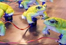 有了3D列印動物模型，研究動物「嘿咻」就是這麼簡單-酷播亮新聞