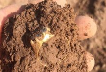 男子森林尋寶挖出藍寶石戒指-酷播亮新聞