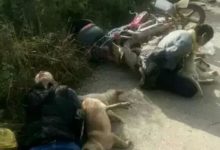 帶你看看那些在村裡偷狗的「偷狗賊」下場慘厲-酷播亮新聞