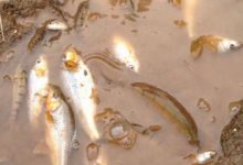 小夥子水塘邊做的一件事，路人給他點贊-酷播亮新聞