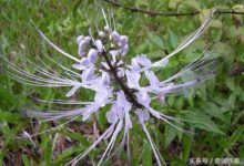 結石的剋星藥草-酷播亮新聞