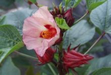 一種漂亮的花朵，你見過嗎？泡茶喝還能降血壓呢-酷播亮新聞