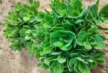 蠍子草能以毒攻毒治蟲咬，中原東北有，扎一下能體驗蠍子蜇的感覺-酷播亮新聞