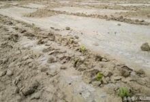 說說地老虎的發生與防治技術-酷播亮新聞