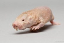 這種動物可讓人類壽命達到200歲，幾乎不得癌症-酷播亮新聞