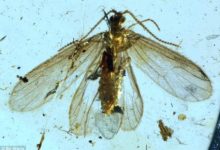 恐龍時代的蝴蝶！翅膀已經有金光閃閃的彩虹色了！-酷播亮新聞